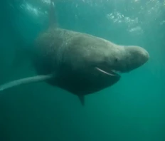 Sharks and Oysters Set to Thrive in Warmer UK Waters