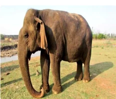 Asia’s Oldest Elephant Vatsala Dies at 100 in MP’s Panna Tiger Reserve