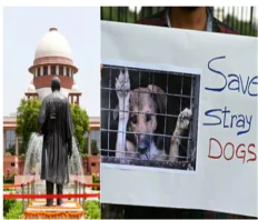 Supreme Court Reserves Order on Plea Against Blanket Removal