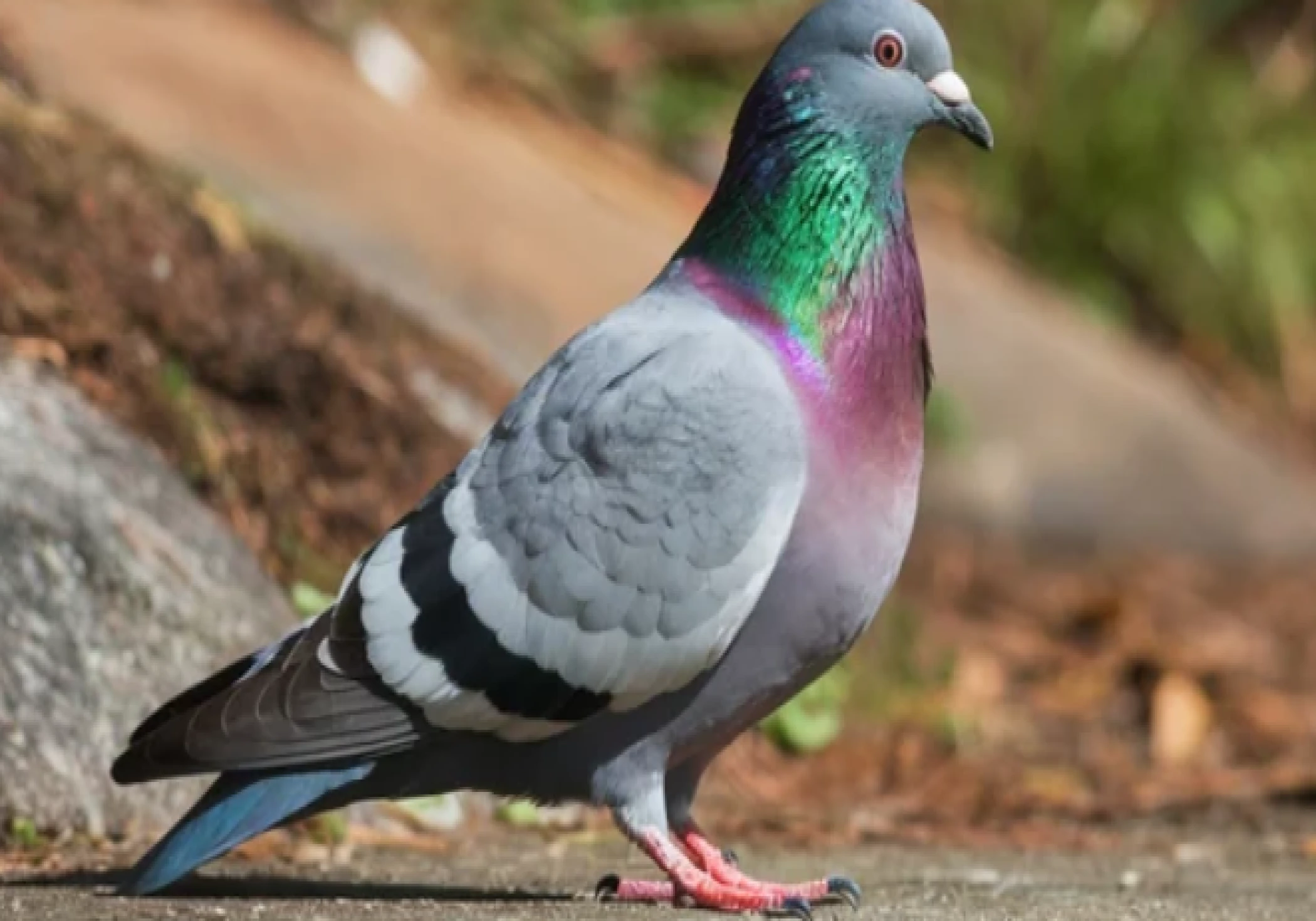Pigeon carrying chit to blow up Jammu railway station captured near IB; security tightened Pigeon carrying chit to blow up Jammu railway station captured near IB; security tightened