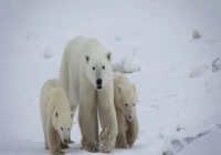 Polar Bear Mother Adopts Lost Cub in Rarely Documented Wildlife Event
