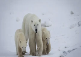 Polar Bear Mother Adopts Lost Cub in Rarely Documented Wildlife Event