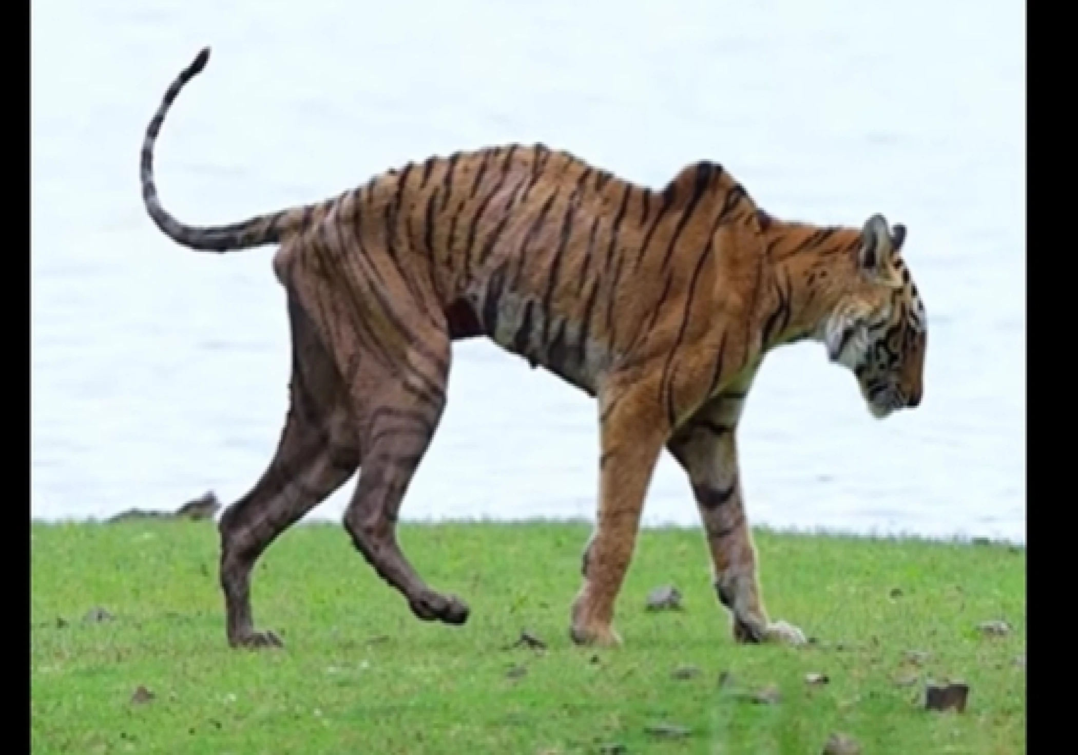 Ranthambore Tigress Arrowhead Dies of Brain Tumour, Daughter Shifted to Mukundra Ranthambore Tigress Arrowhead Dies of Brain Tumour, Daughter Shifted to Mukundra