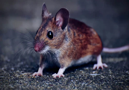 Mouse Fever Outbreak in Russia among Soldiers
