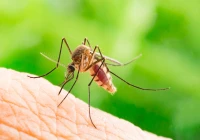 Buzz Off! 7 Effective Ways to Keep Mosquitoes Away