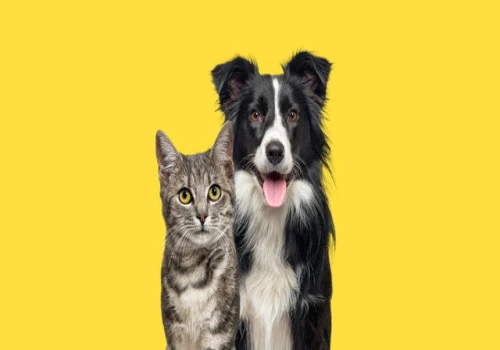 National Pet Day 2024: Spoil Your Furry Friends with Peace of Mind and Pet Insurance