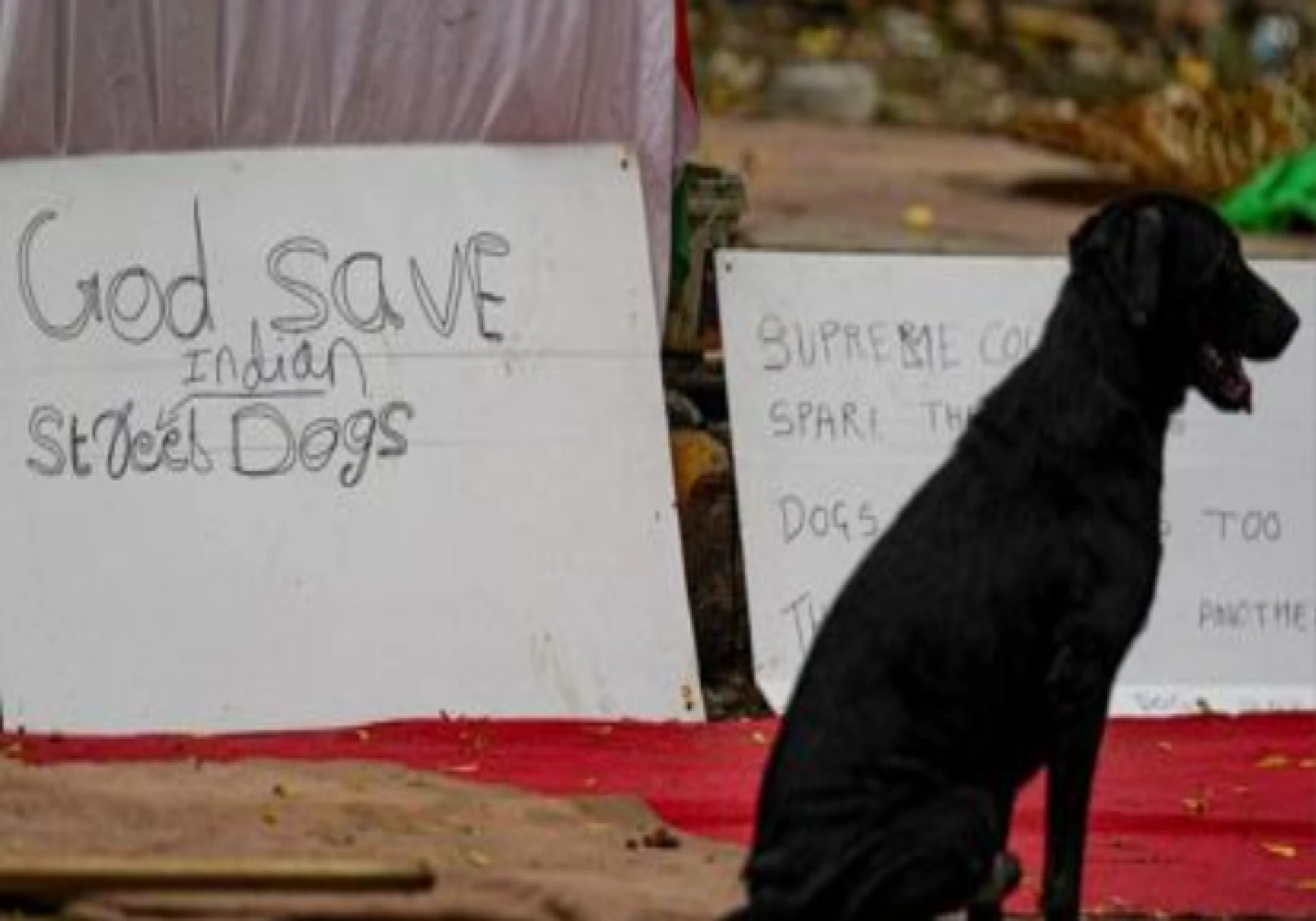 Supreme Court Modifies Stray Dogs Order, Says Canines to Be Released After Sterilisation Supreme Court Modifies Stray Dogs Order, Says Canines to Be Released After Sterilisation
