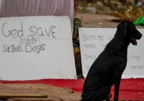 Supreme Court Modifies Stray Dogs Order, Says Canines to Be Released After Sterilisation
